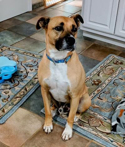 Alfalfa — thumbnail 6