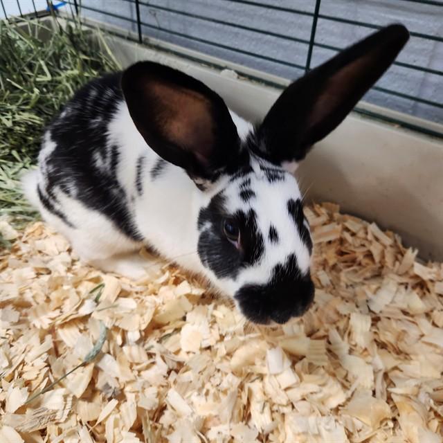 UNO, Adoptable, Young Female Bunny Rabbit.