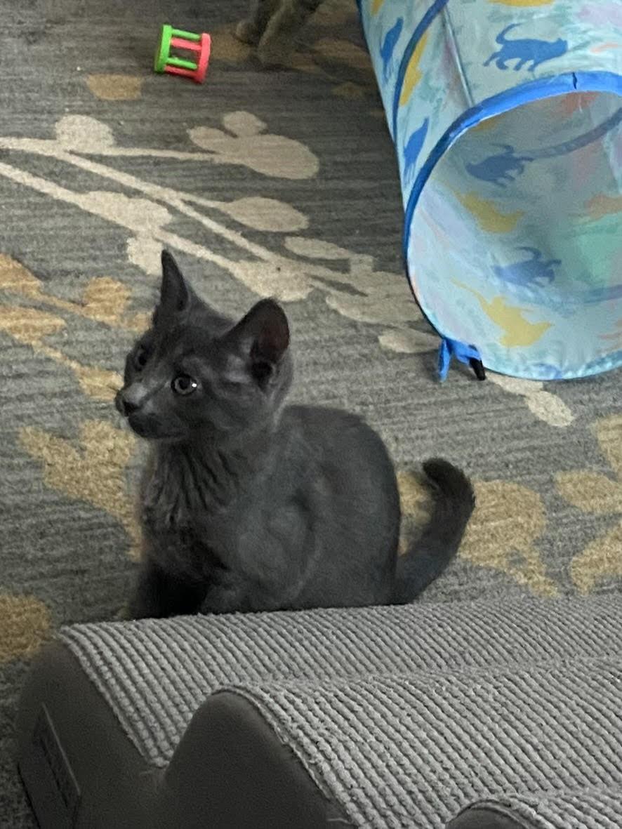 Tanya Liteoff, Adoptable, Young Female Domestic Short Hair.