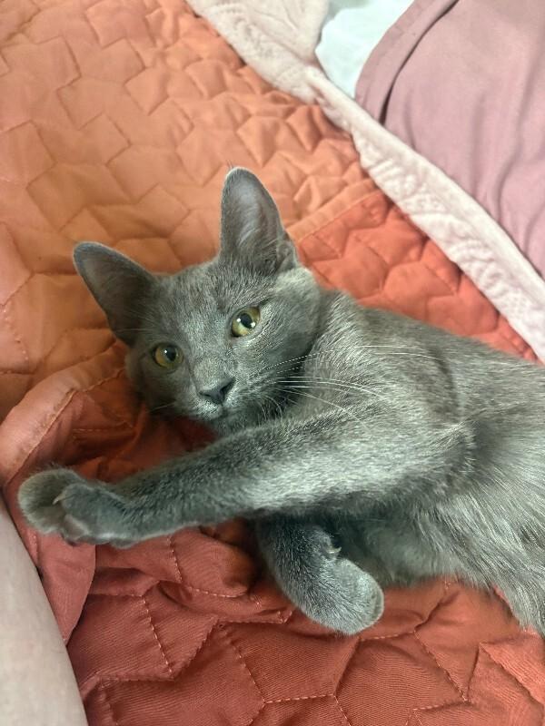 Tanya Liteoff, a Adoptable Domestic Short Hair in Fort Collins, CO image 2/6