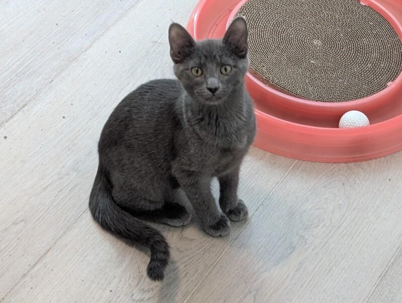Tanya Liteoff, a Adoptable Domestic Short Hair in Fort Collins, CO image 4/6
