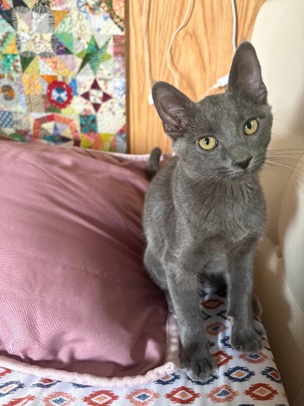 Tanya Liteoff, a Adoptable Domestic Short Hair in Fort Collins, CO image 5/6
