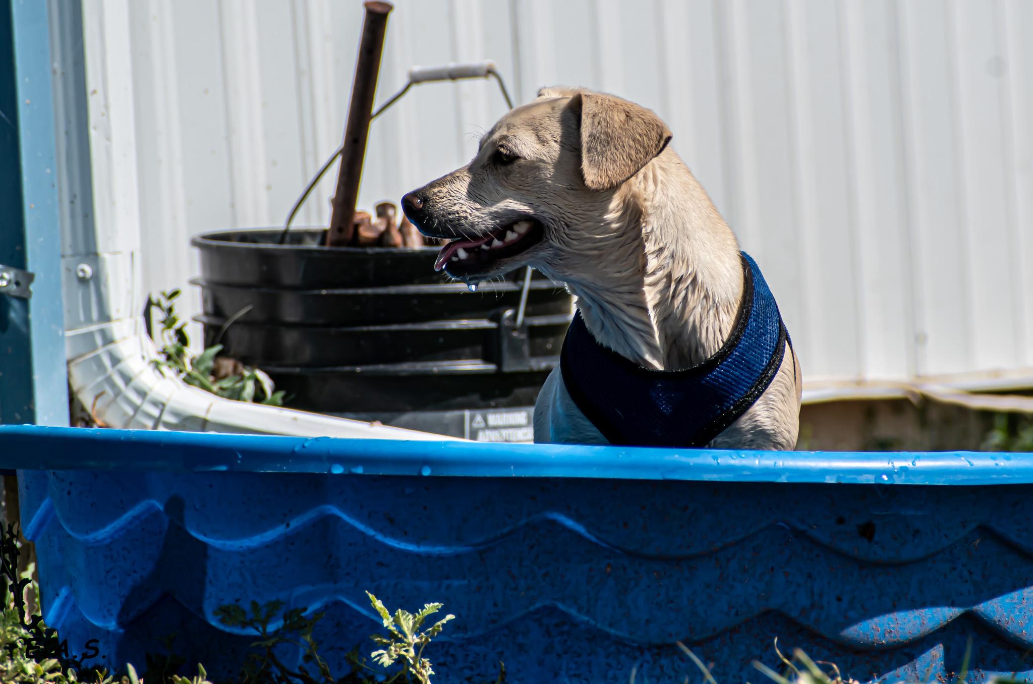 Enlarge Cotton , a ADOPTABLE mixed breed in Mayer, AZ image 2/4