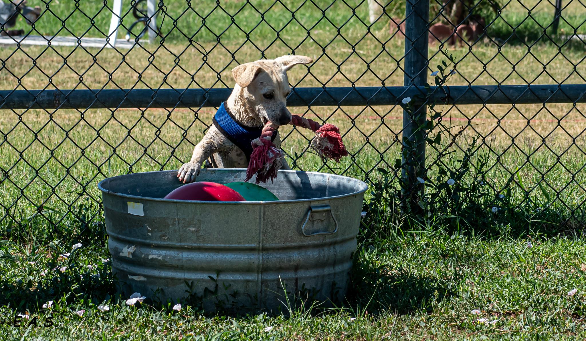 Enlarge Cotton , a ADOPTABLE mixed breed in Mayer, AZ image 4/4