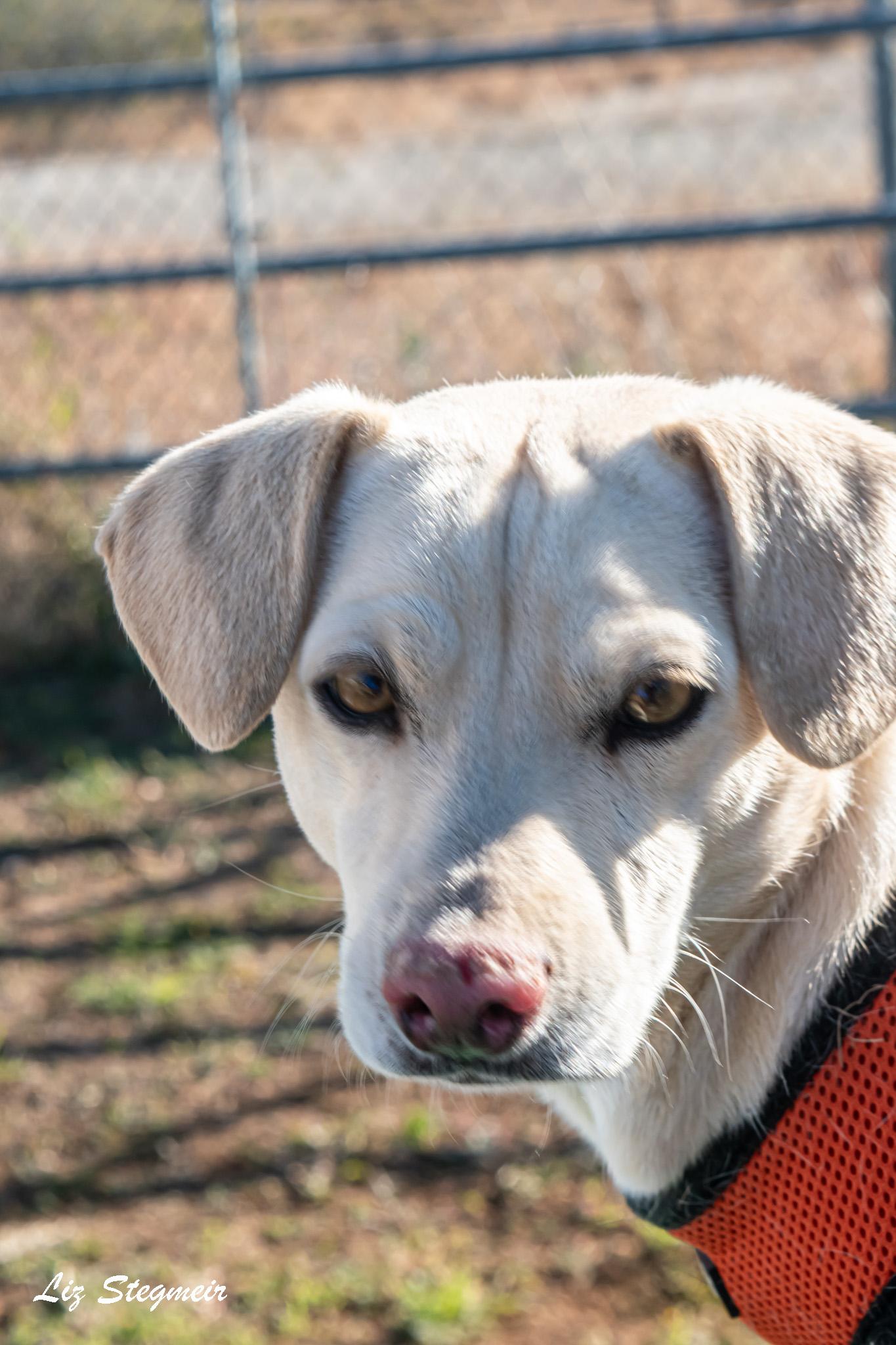Enlarge Cotton , a ADOPTABLE mixed breed in Mayer, AZ image 1/4