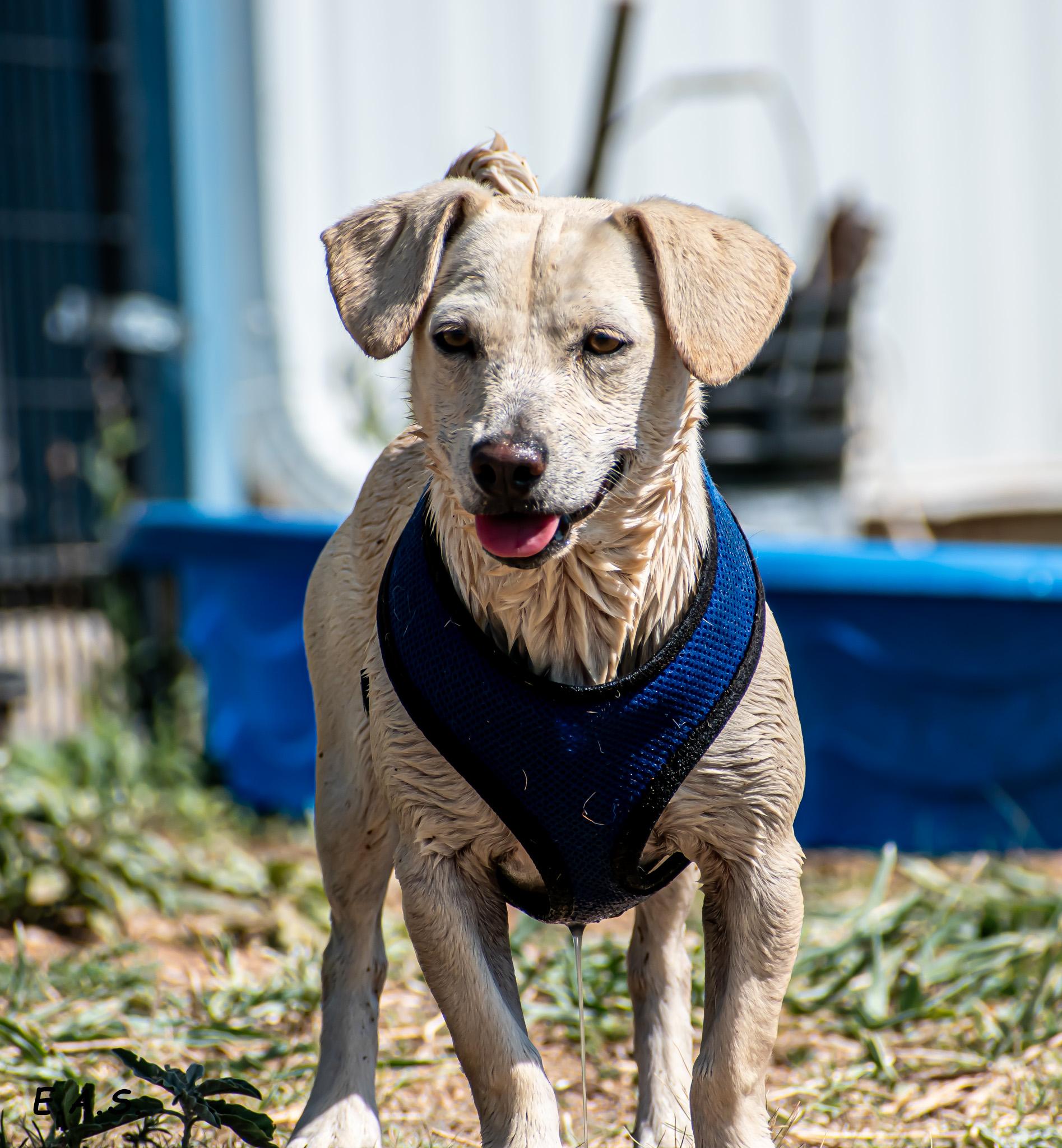Enlarge Cotton , a ADOPTABLE mixed breed in Mayer, AZ image 3/4