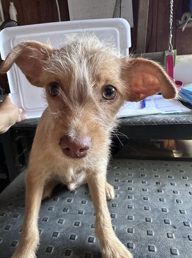 Suede, Adoptable, Puppy Male Terrier & Collie.