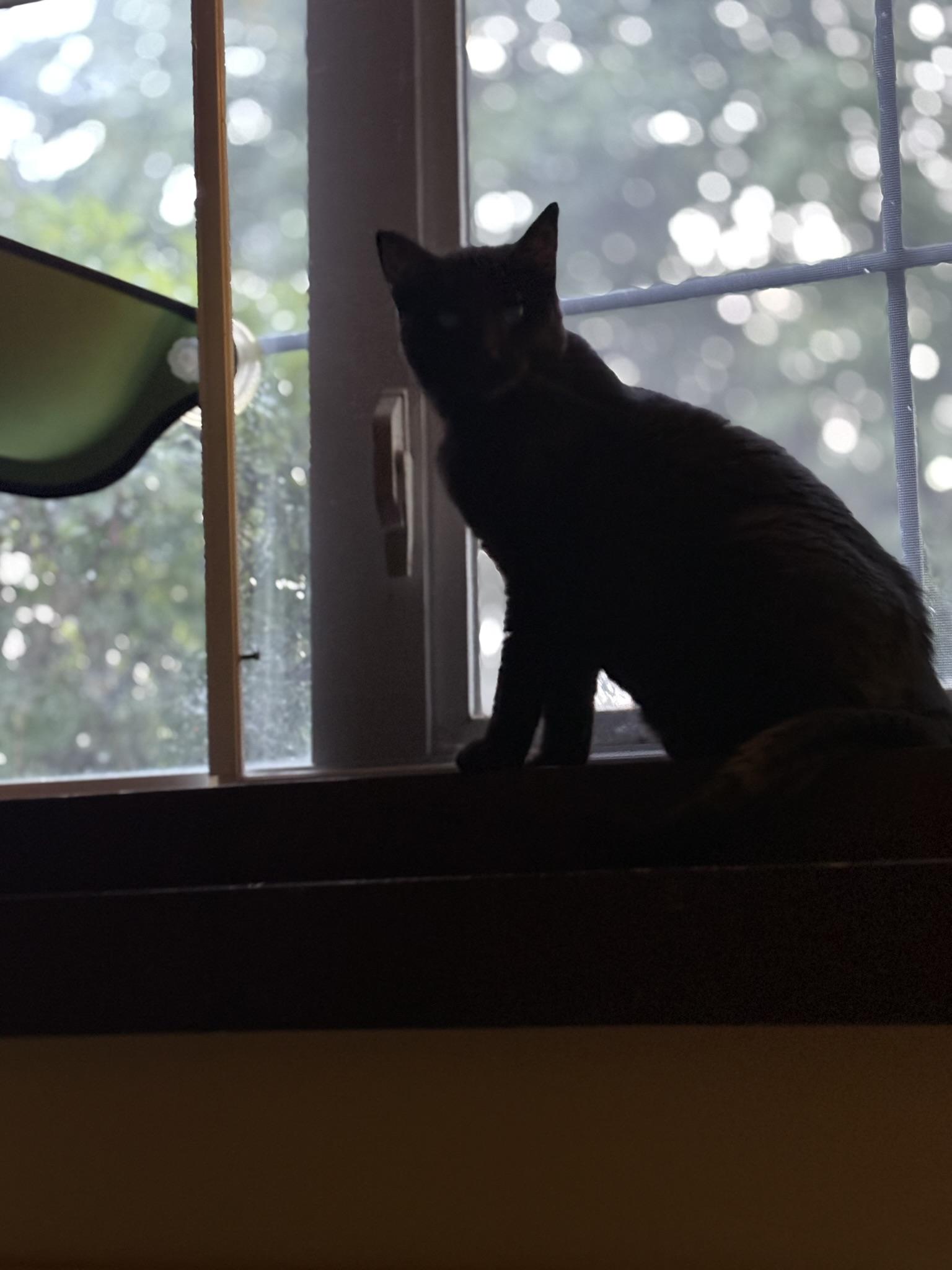 Enlarge Maida - Bonded with Opal, a Adoptable Domestic Short Hair in Shakopee, MN image 2/3