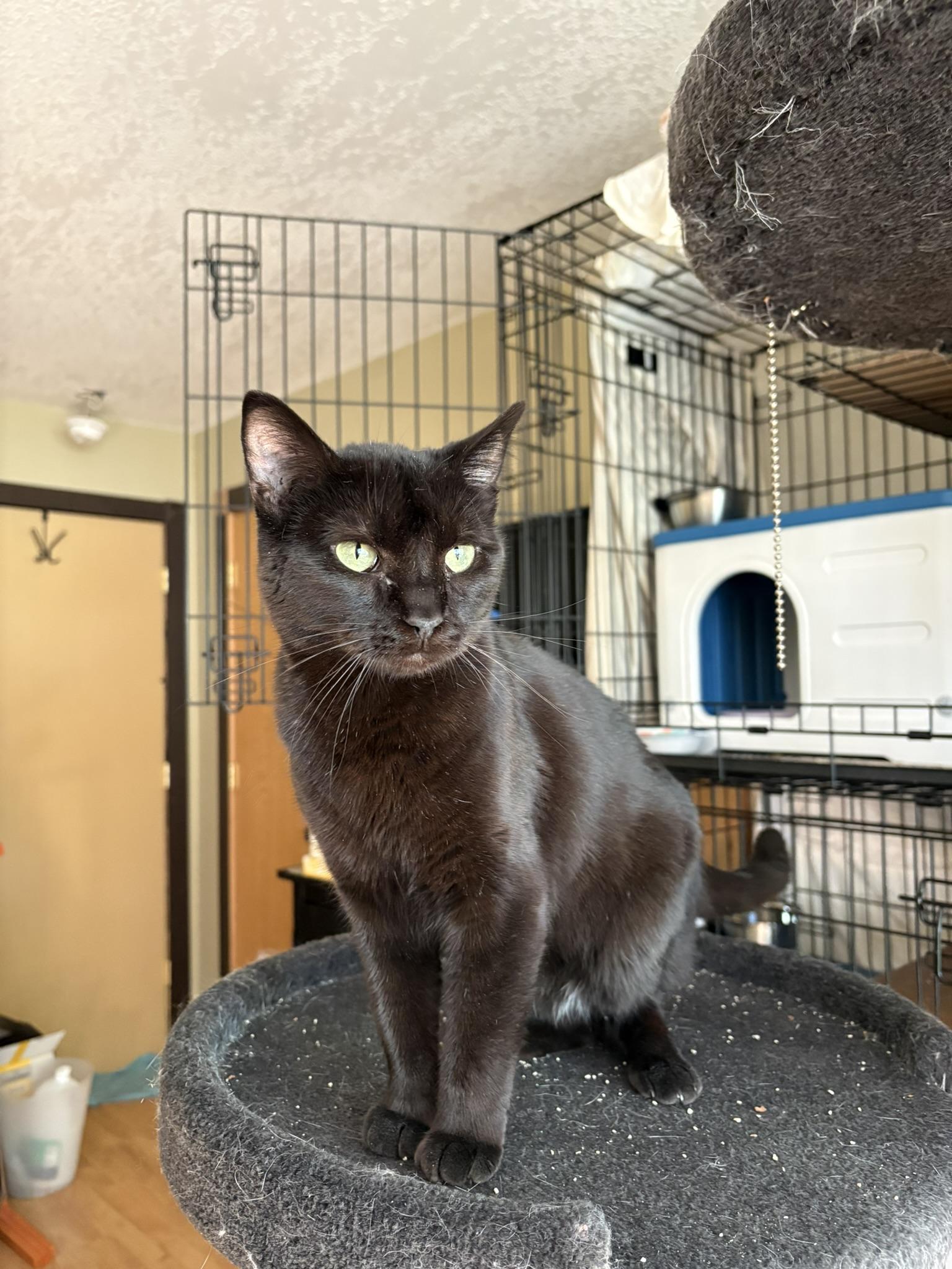 Enlarge Maida - Bonded with Opal, a Adoptable Domestic Short Hair in Shakopee, MN image 1/3
