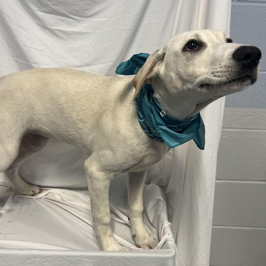 Enlarge Stella, a Adoptable Mixed Breed in Canal Winchester, OH image 1/1