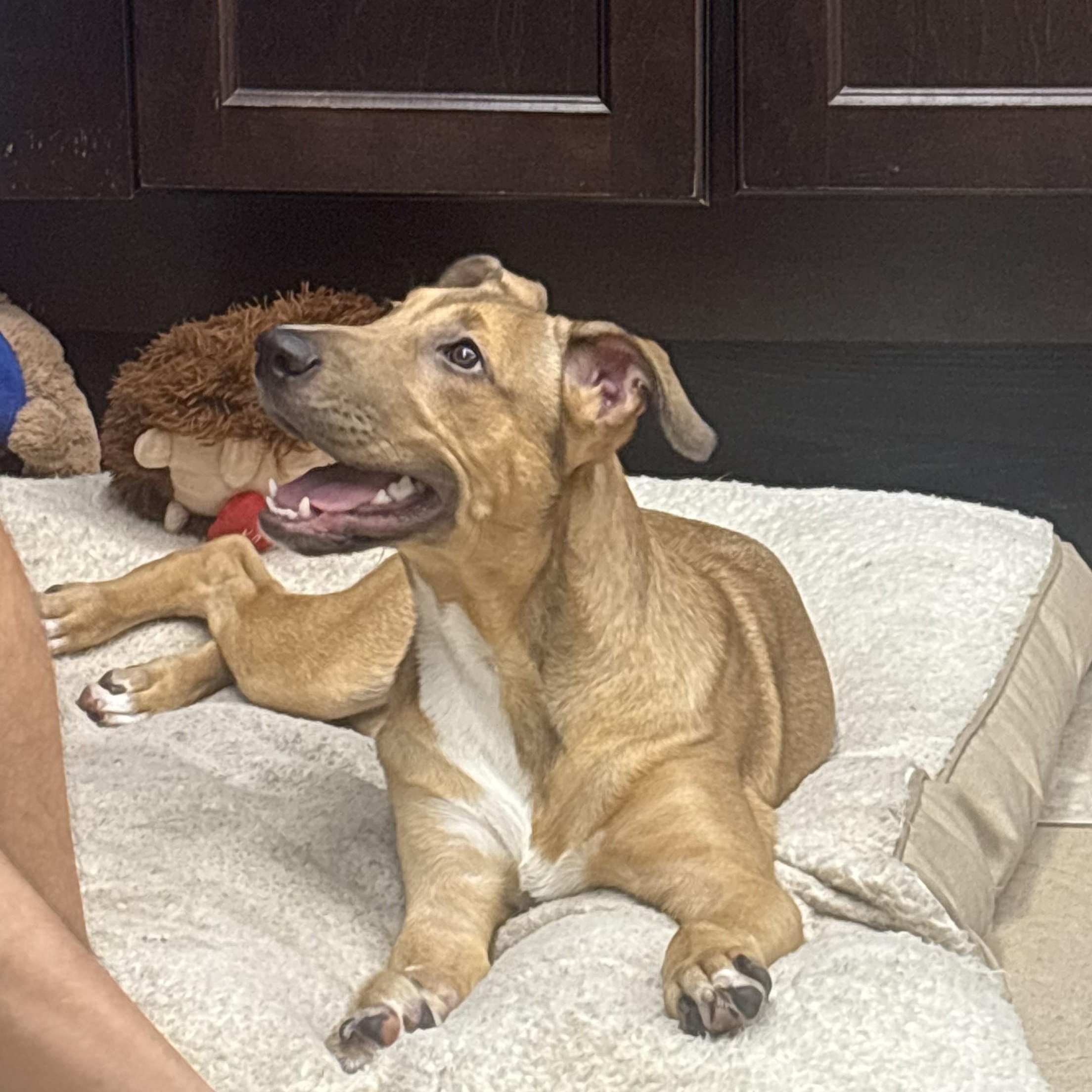 Enlarge Cowboy 2256, a ADOPTABLE Mixed Breed in Boca Raton, FL image 3/4