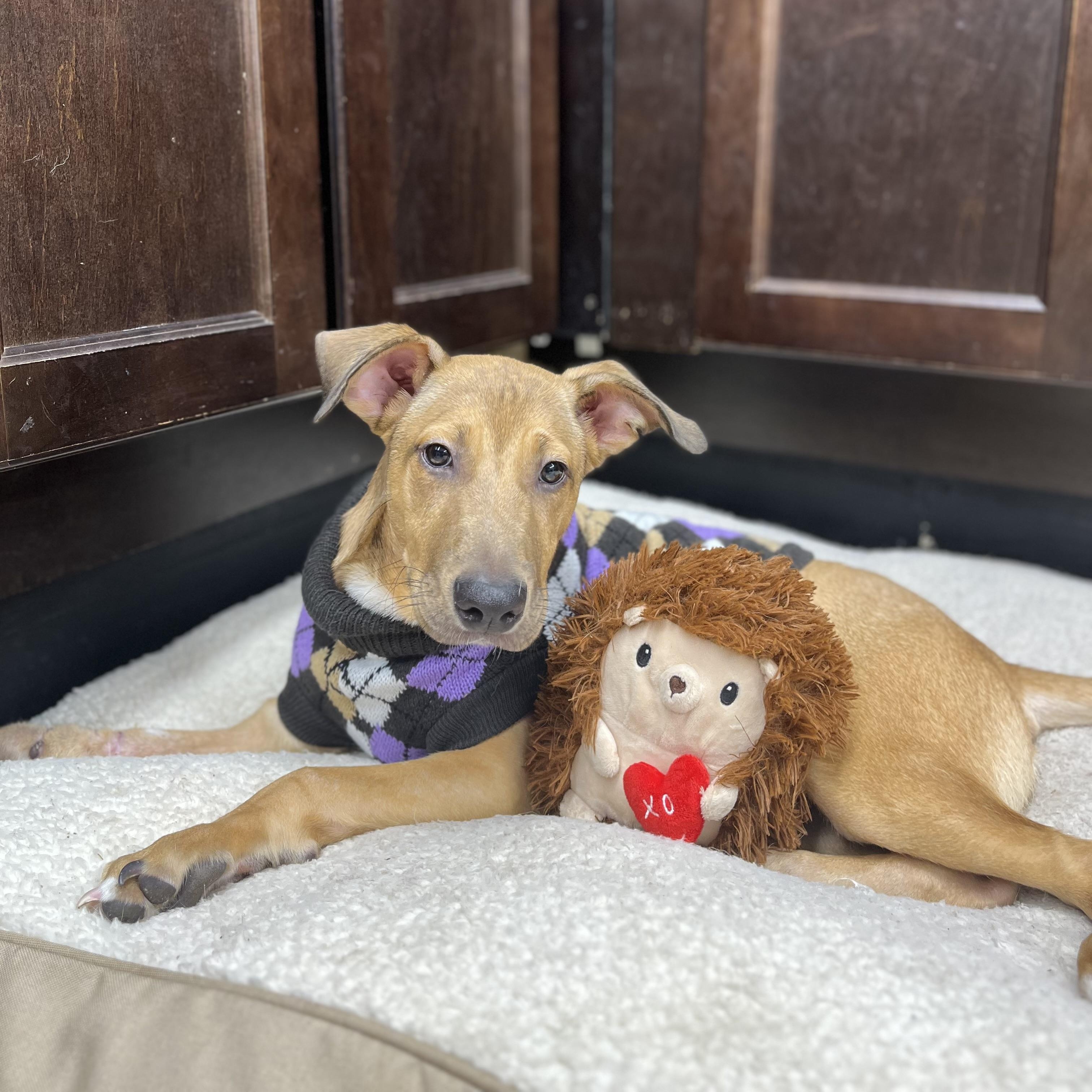 Enlarge Cowboy 2256, a ADOPTABLE Mixed Breed in Boca Raton, FL image 2/4