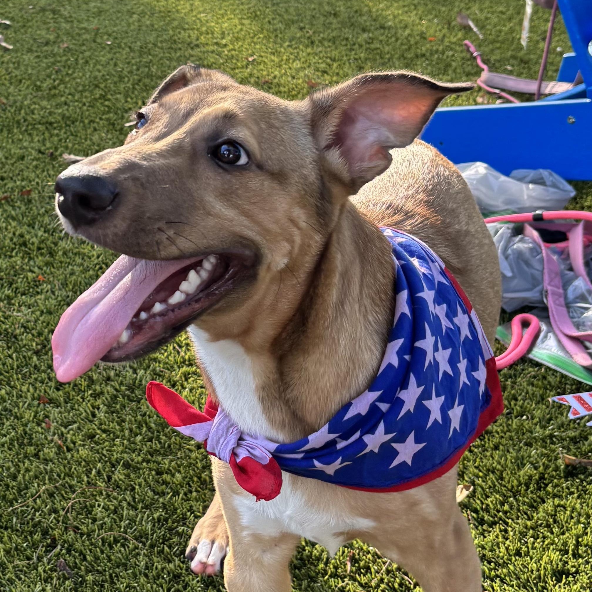Cowboy 2256, ADOPTABLE, Young Male Mixed Breed.