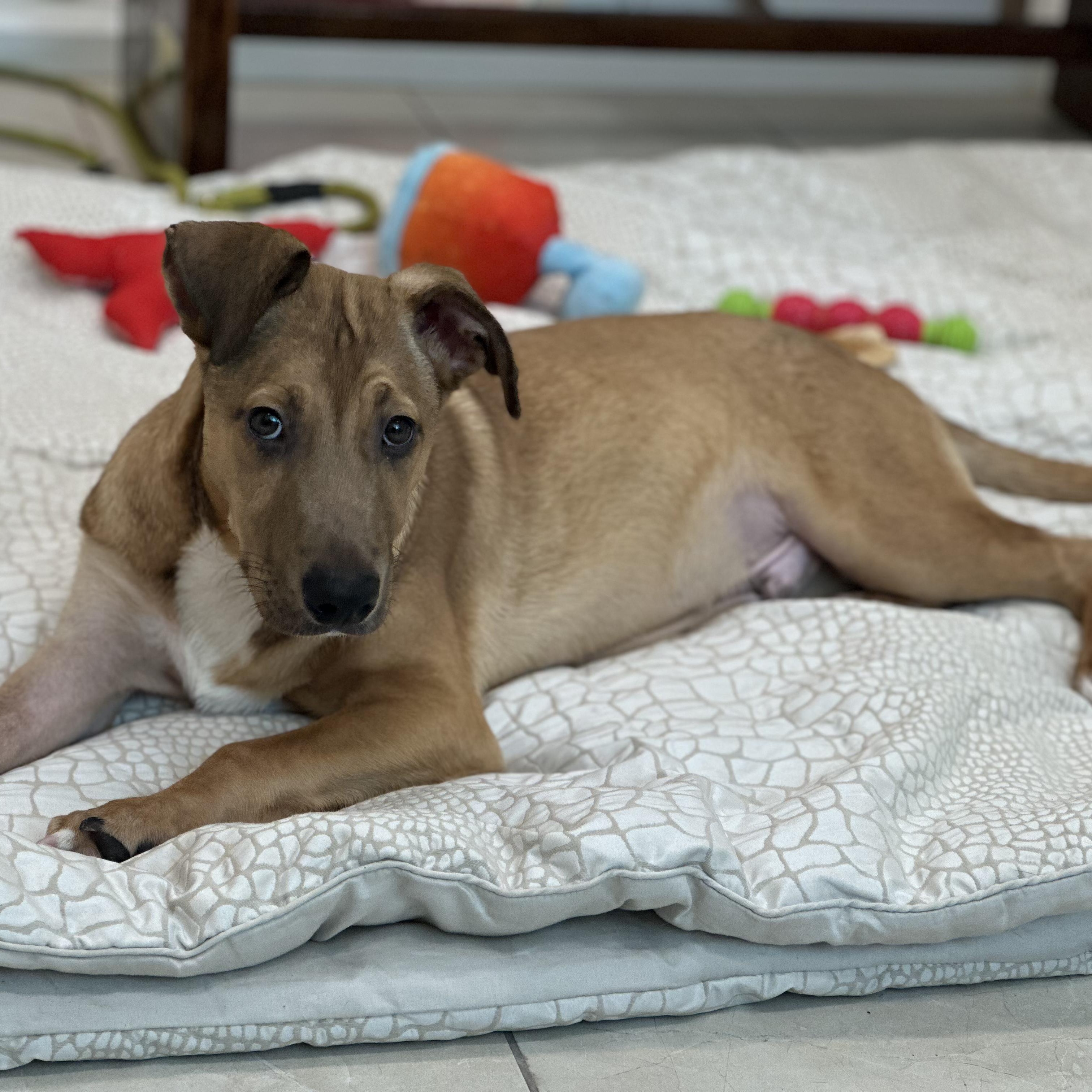 Enlarge Cowboy 2256, a ADOPTABLE Mixed Breed in Boca Raton, FL image 4/4