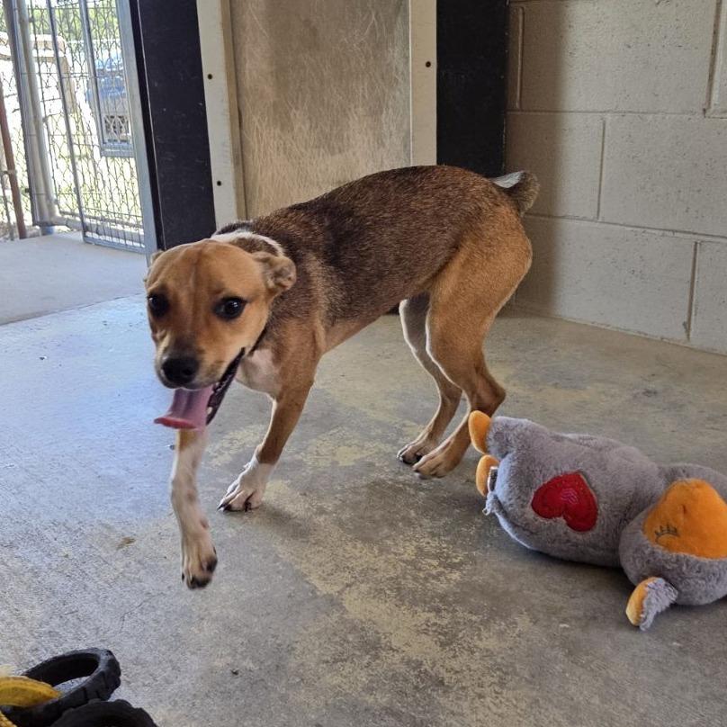 Jitterbug, Adoptable, Young Female Chihuahua & Terrier.