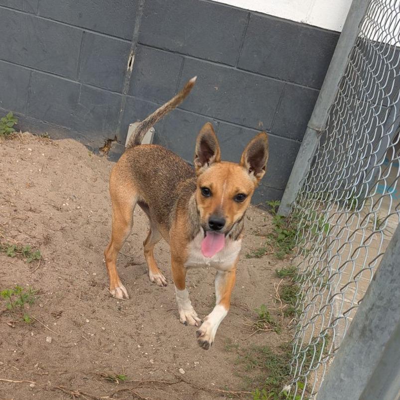 Enlarge Jitterbug, a Adoptable mixed breed in Ocala, FL image 2/3
