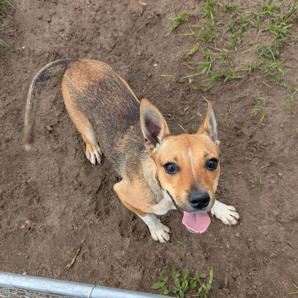 Enlarge Jitterbug, a Adoptable mixed breed in Ocala, FL image 3/3