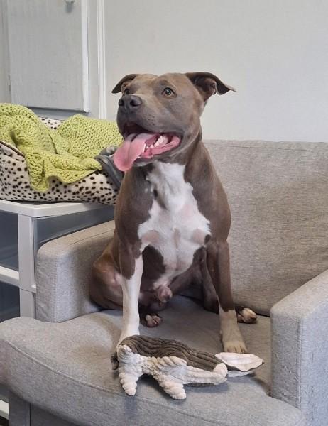 Bradley, a ADOPTABLE Pit Bull Terrier in Sulphur, KY image 4/5