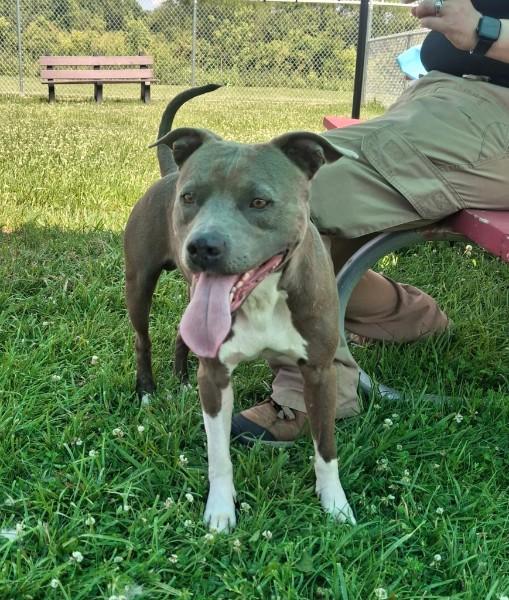 Bradley, a ADOPTABLE Pit Bull Terrier in Sulphur, KY image 2/5