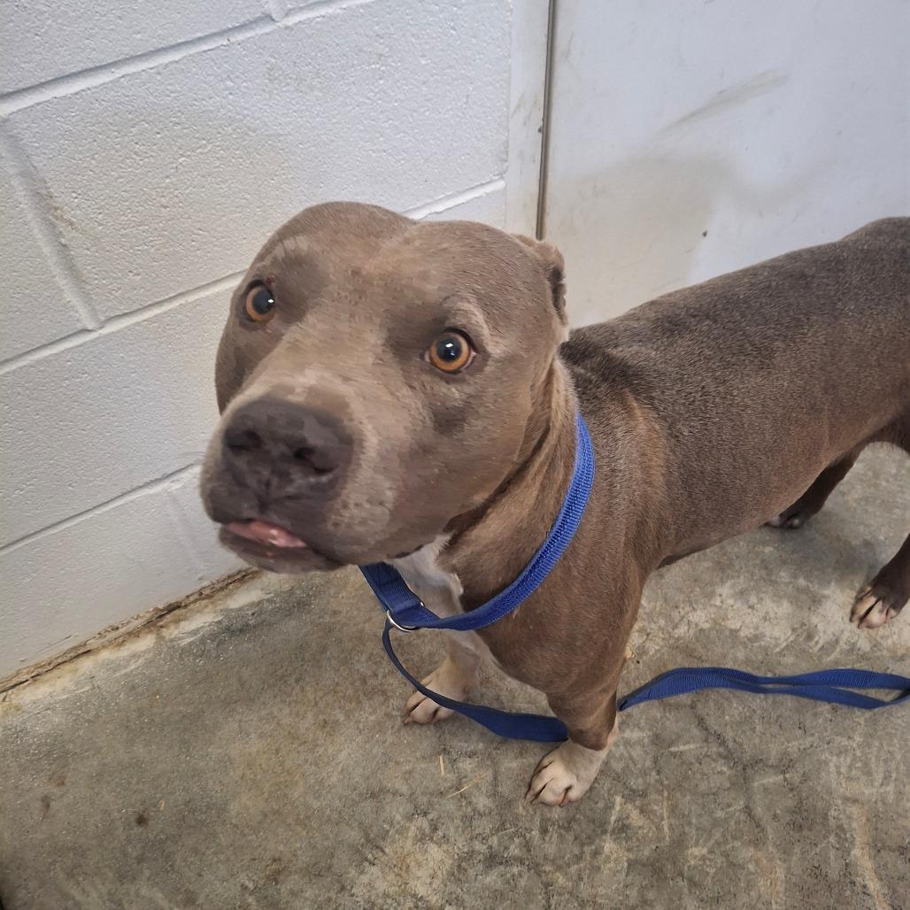 Bradley, a ADOPTABLE Pit Bull Terrier in Sulphur, KY image 5/5