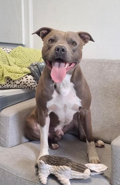 Bradley, a ADOPTABLE Pit Bull Terrier in Sulphur, KY image 3/5