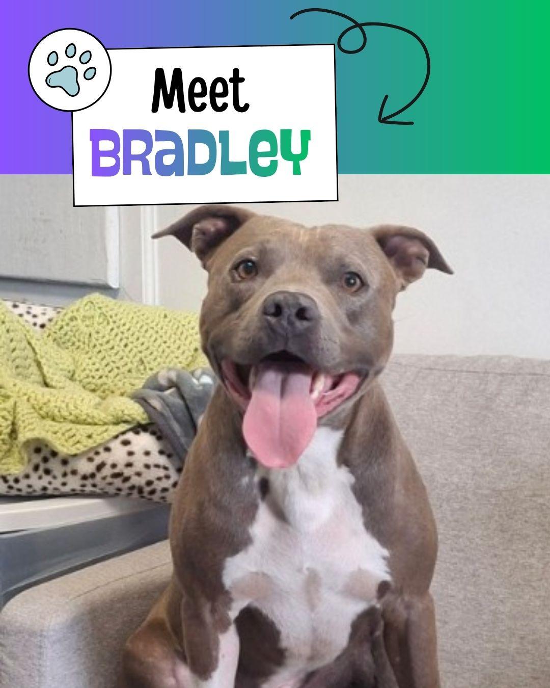 Bradley, a ADOPTABLE Pit Bull Terrier in Sulphur, KY image 1/5