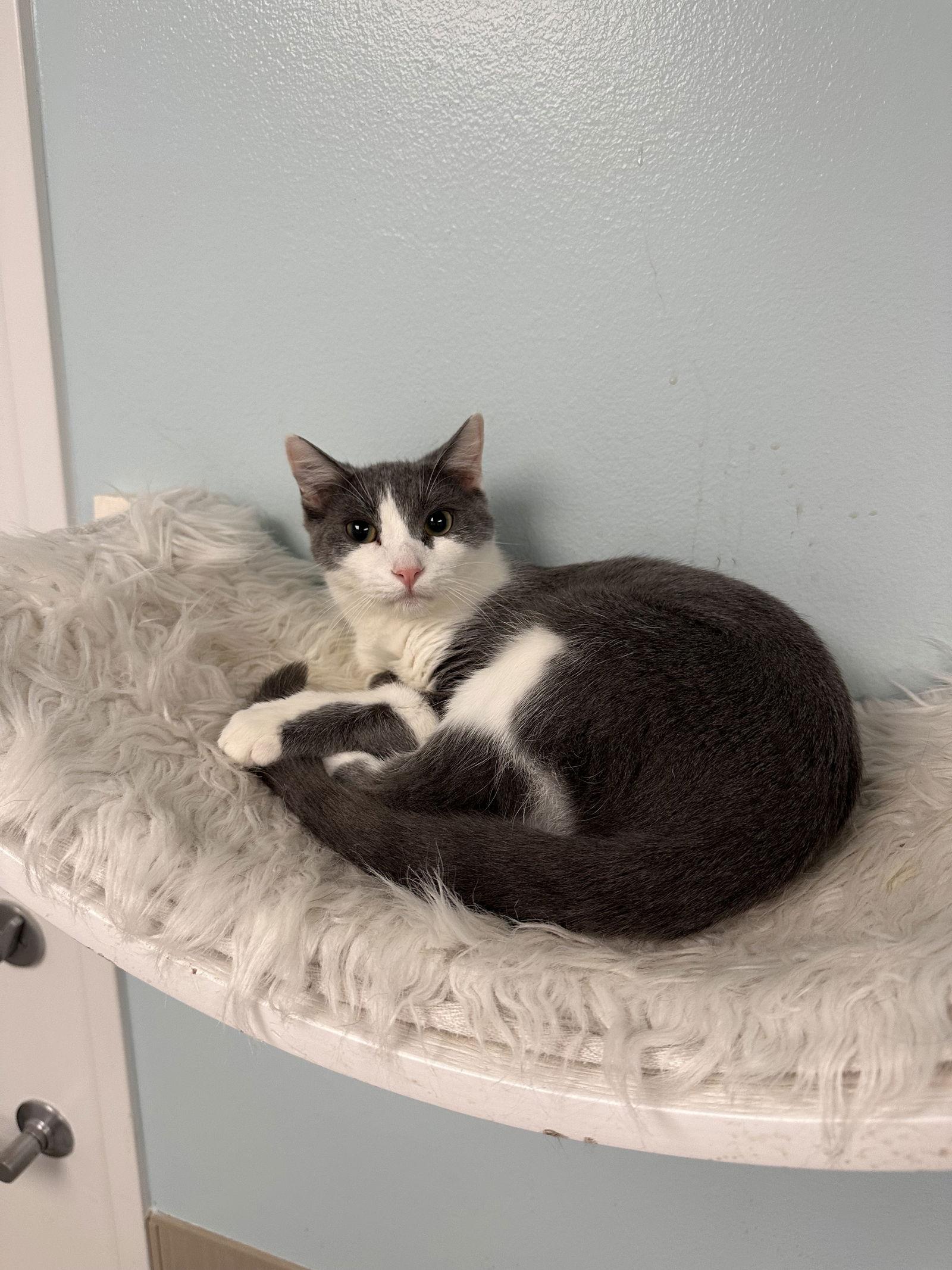 Finn, Adoptable, Young Male Domestic Short Hair.