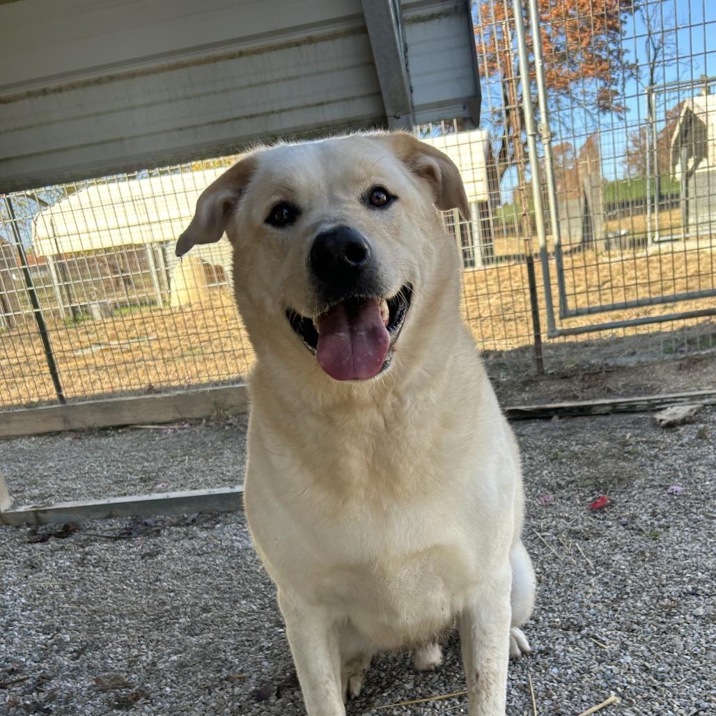 Mizer, Adoptable, Adult Male Akita & Shepherd.