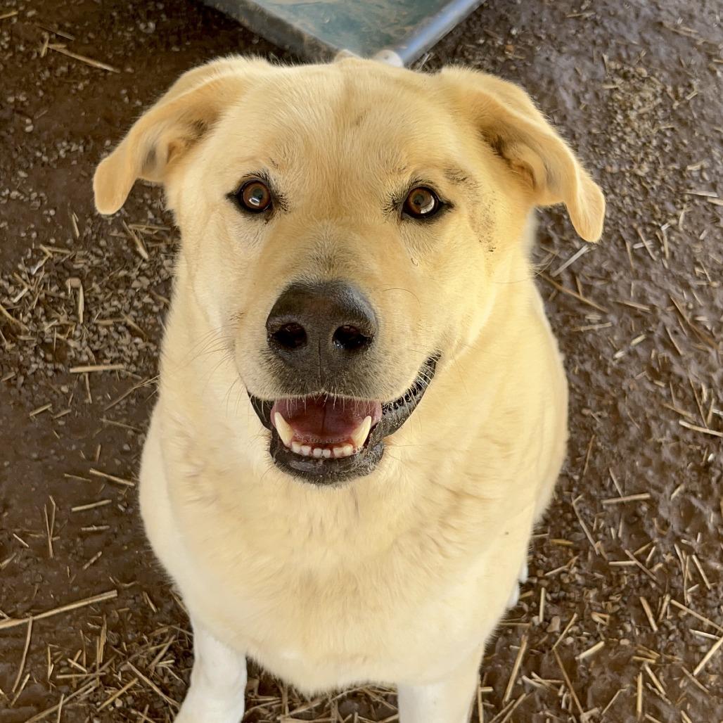 Mizer, a Adoptable mixed breed in Washburn, MO image 2/2