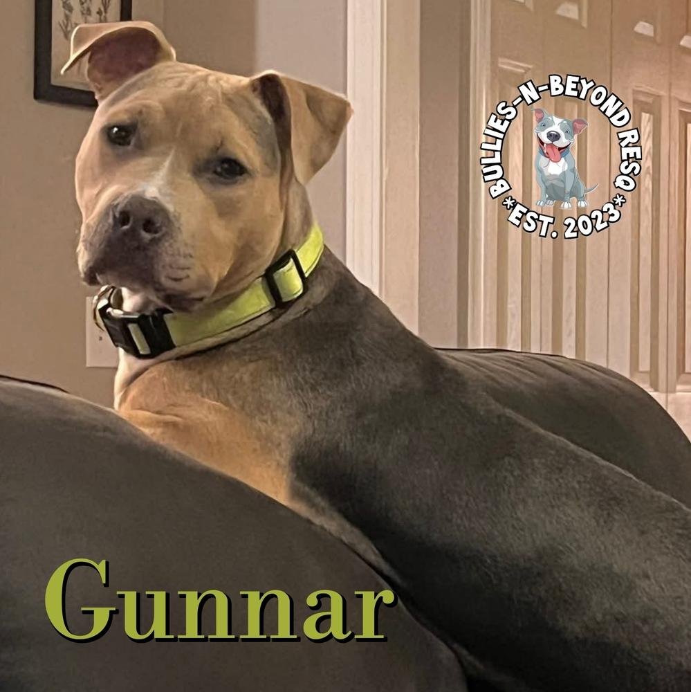 Enlarge Gunnar, a Adoptable mixed breed in Omaha, NE image 1/4