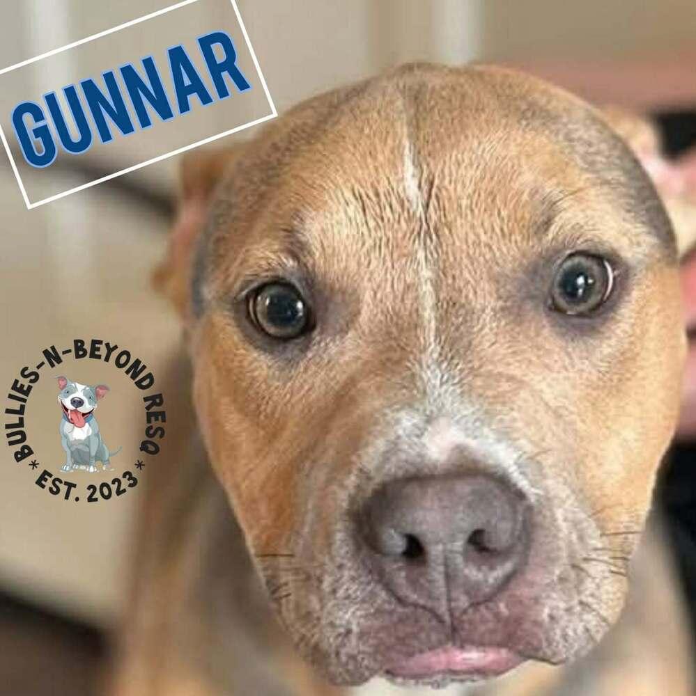 Gunnar, Adoptable, Puppy Male Pit Bull Terrier.