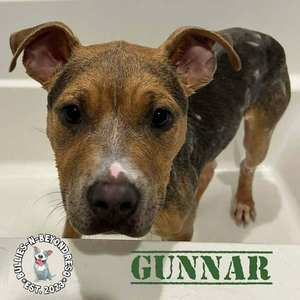 Enlarge Gunnar, a Adoptable mixed breed in Omaha, NE image 2/5