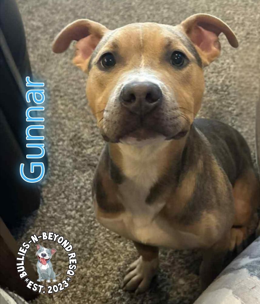 Enlarge Gunnar, a Adoptable mixed breed in Omaha, NE image 3/5