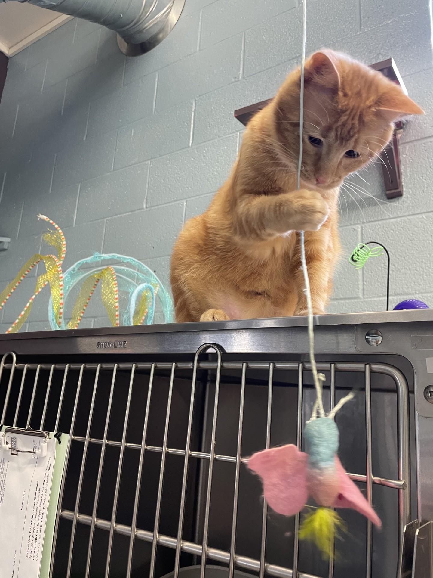 Donnie, a Adoptable Domestic Short Hair in Boyne City, MI image 1/2