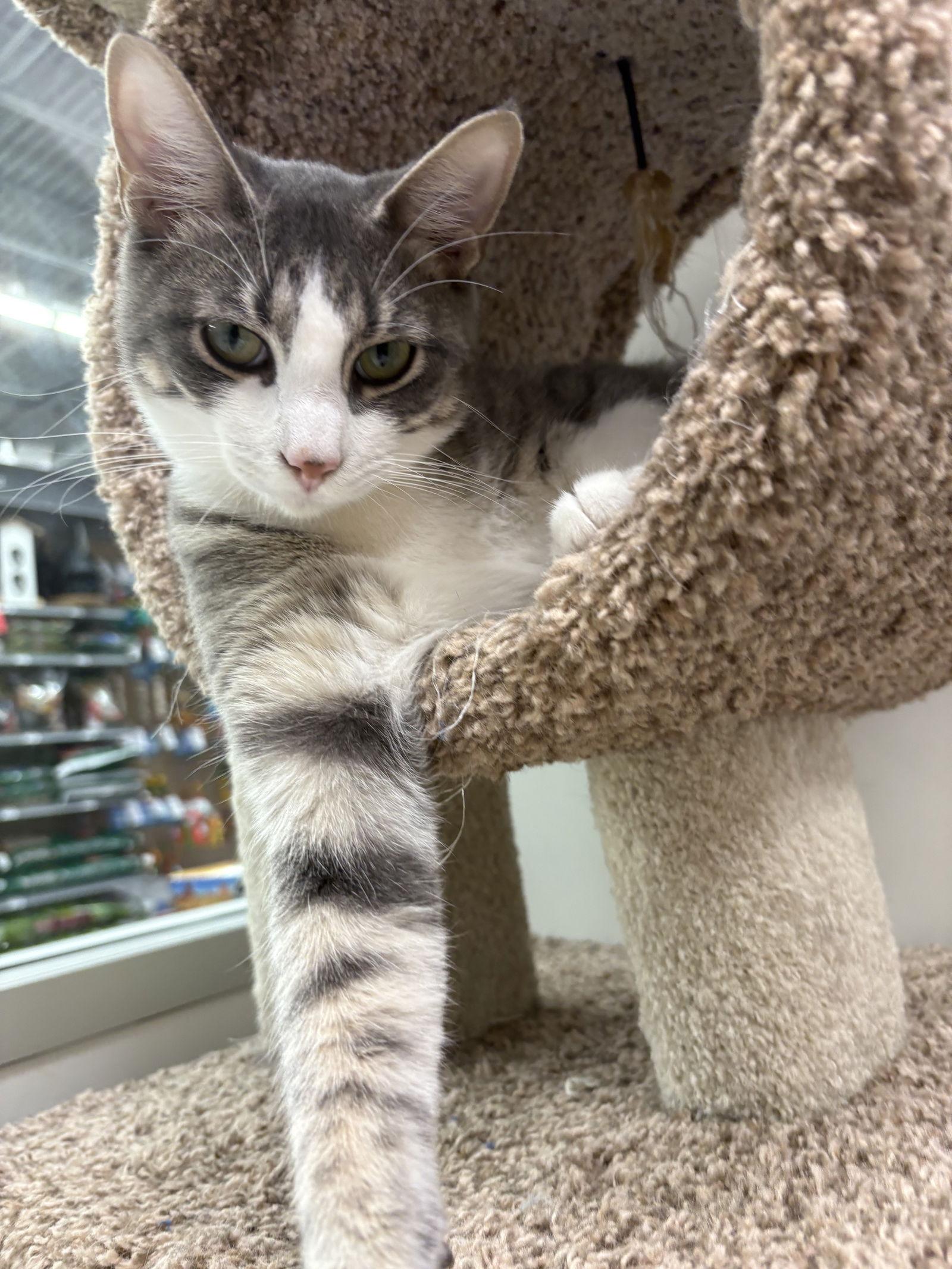 Enlarge Loganberry, a Adoptable Domestic Short Hair in Prosper, TX image 2/3