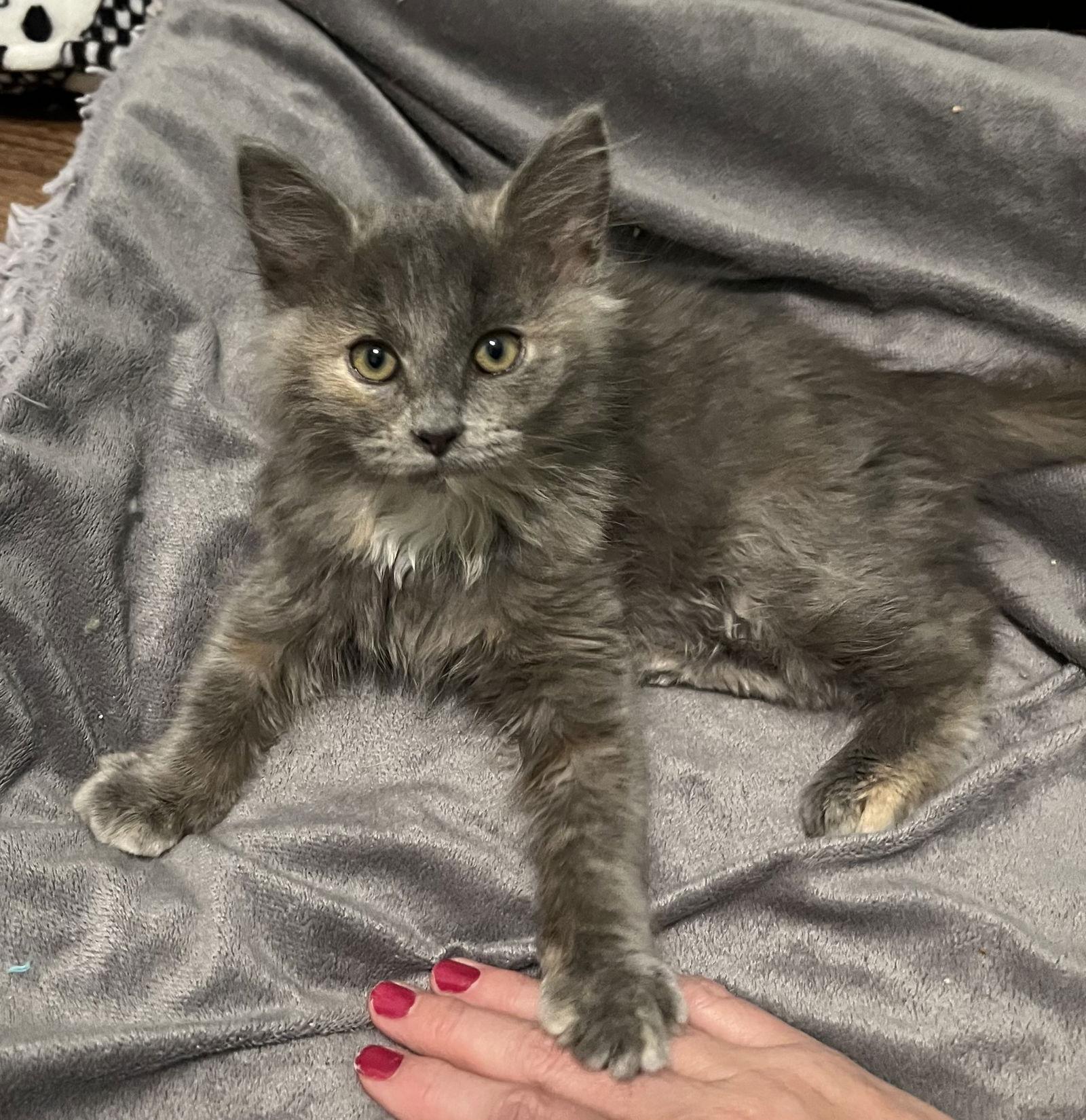 Lily, Adoptable, Young Female Domestic Long Hair.