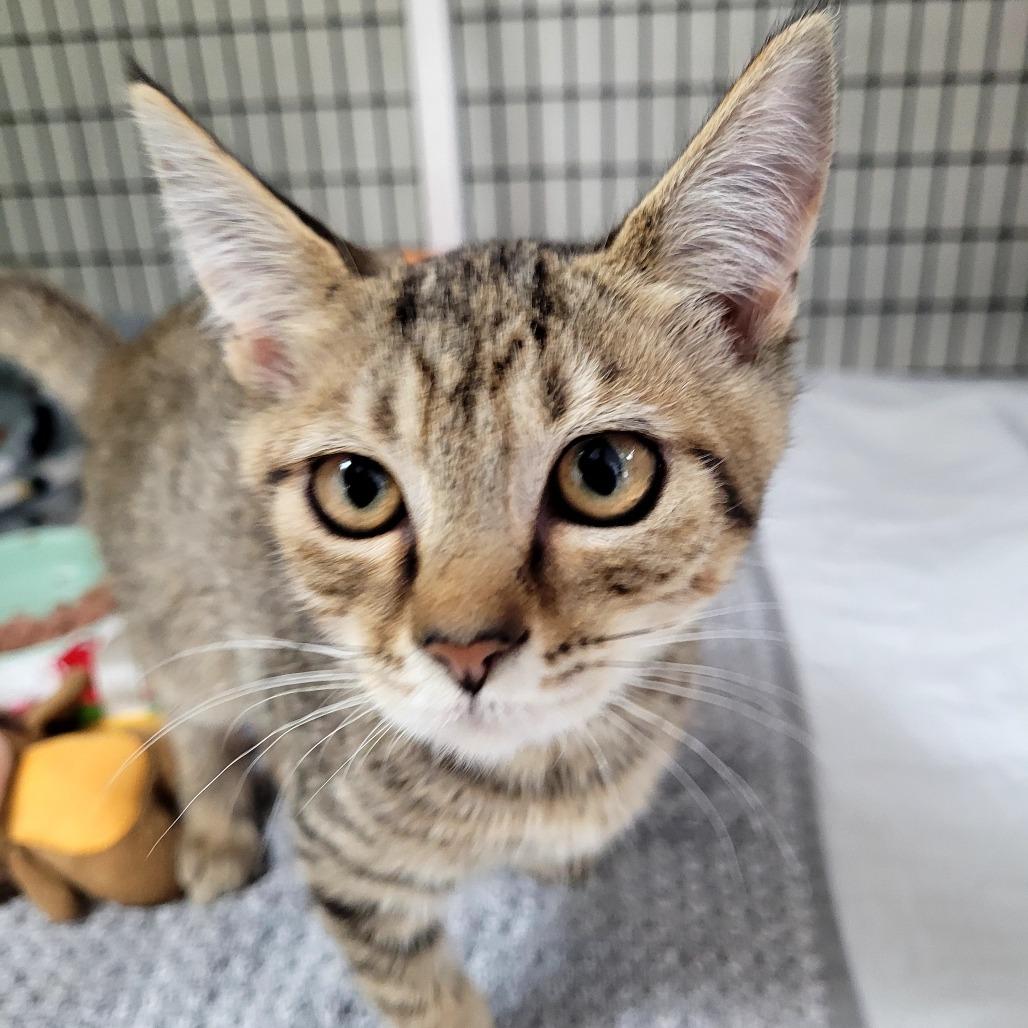 Scooter, Adoptable, Kitten Male Domestic Short Hair.