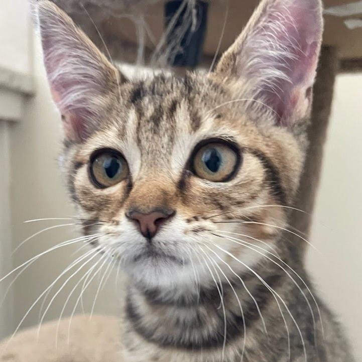 Scooter, a Adoptable Domestic Short Hair in Allyn, WA image 2/2