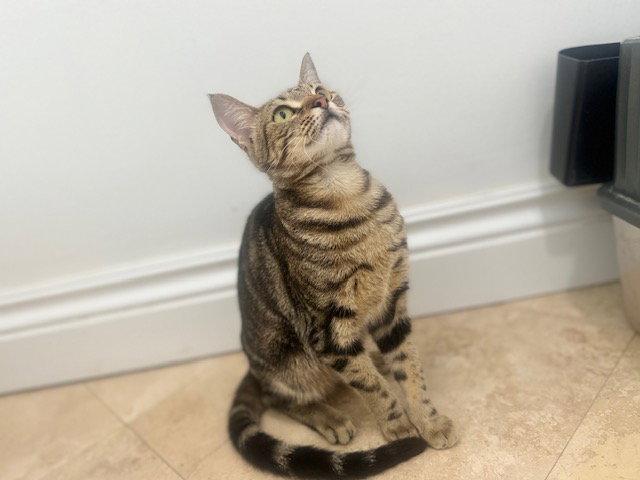 Paris, Adoptable, Young Female Domestic Short Hair.