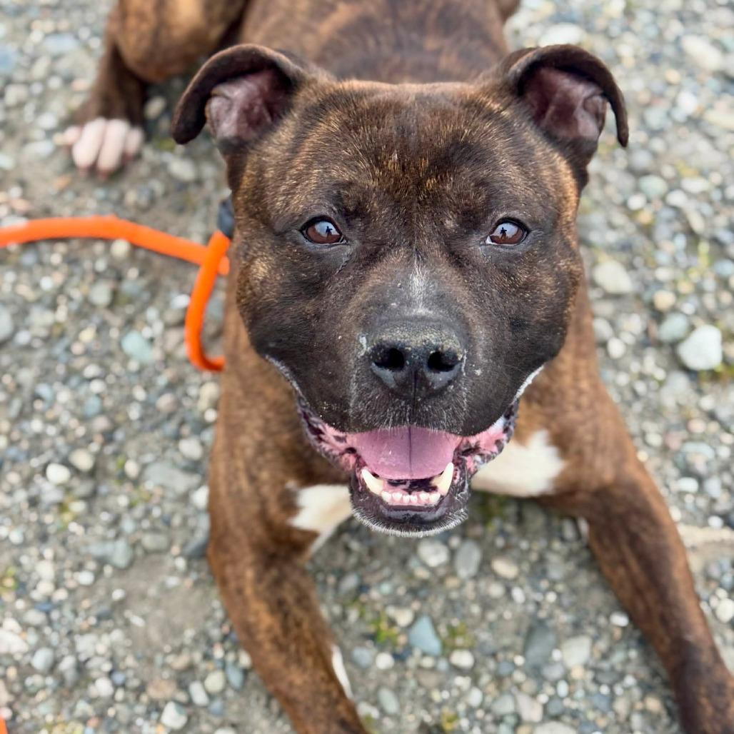 Enlarge Bilbo Waggins, a Adoptable Pit Bull Terrier in Tacoma, WA image 1/2