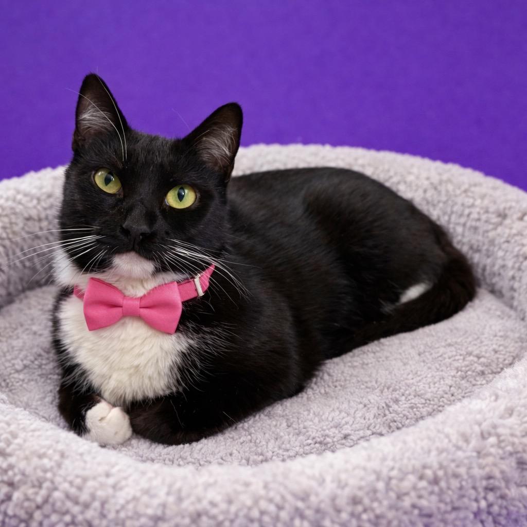 A-Frame, Adoptable, Adult Female Domestic Short Hair.