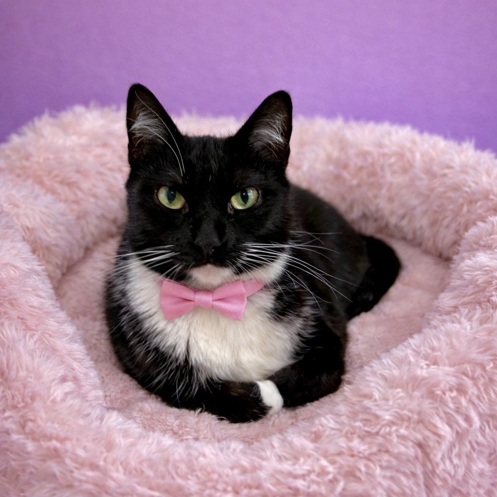 Enlarge A-Frame, a Adoptable mixed breed in Binghamton, NY image 3/3