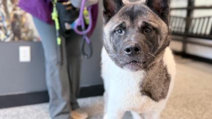 Ruby — thumbnail 2