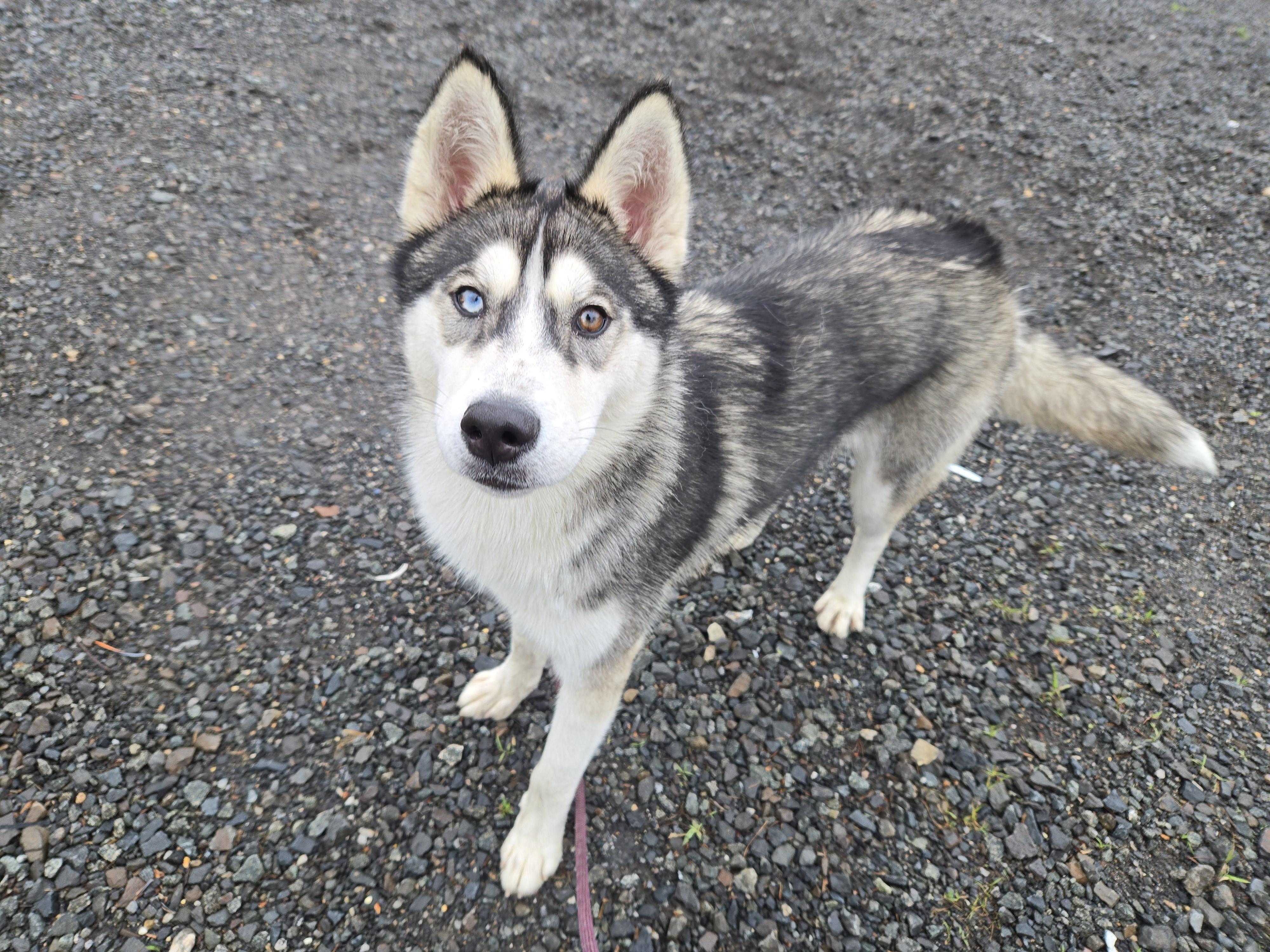 Hope, adoptable, Adult Female Husky.