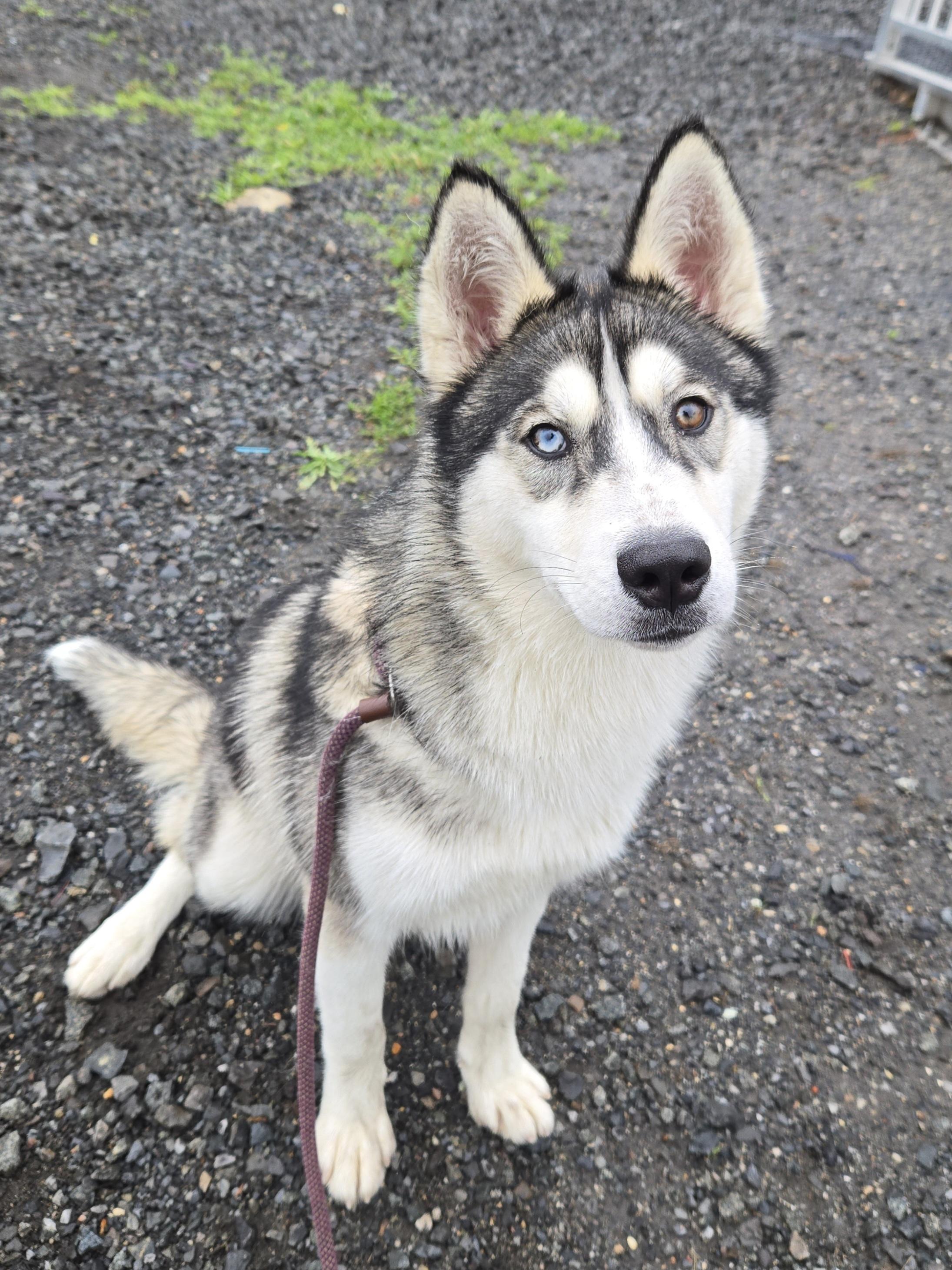 Enlarge Hope, an adoptable Husky in Trenton, NJ image 2/2