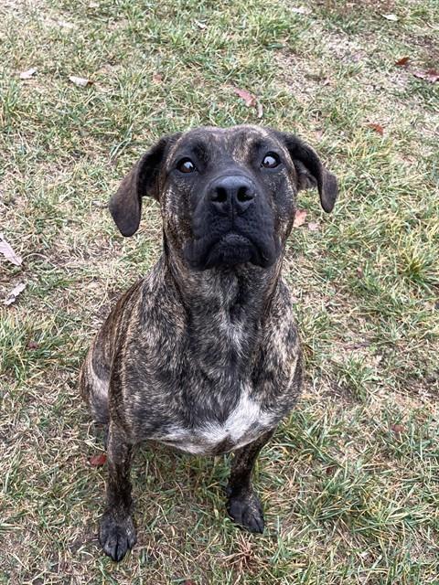 CHELSIE, Adoptable, Young Female Dutch Shepherd & Black Mouth Cur.