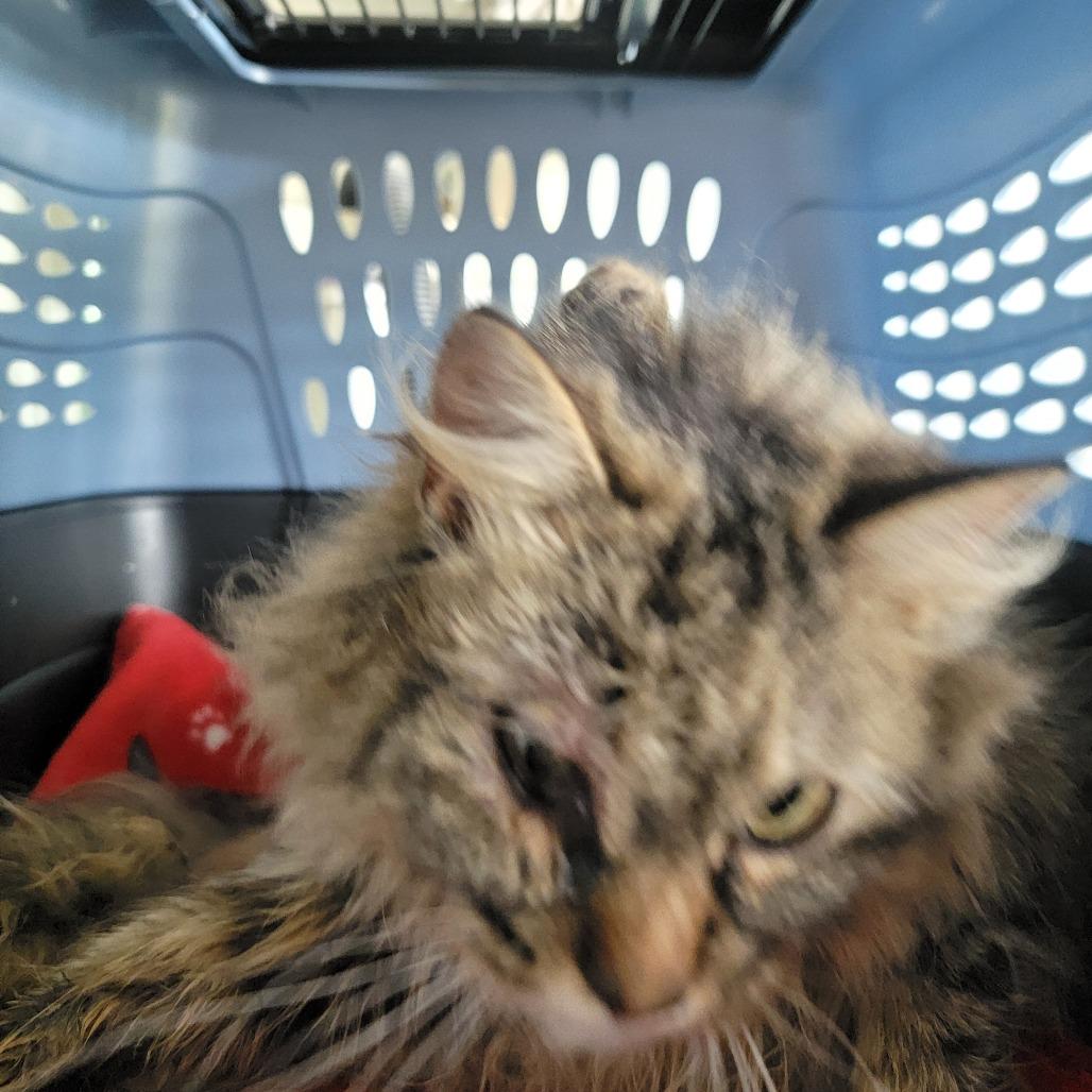 Gizmo, a Adoptable Domestic Long Hair in Troy, IL image 1/4