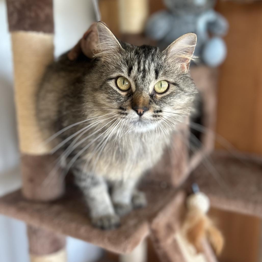 Gizmo, a Adoptable Domestic Long Hair in Troy, IL image 2/4