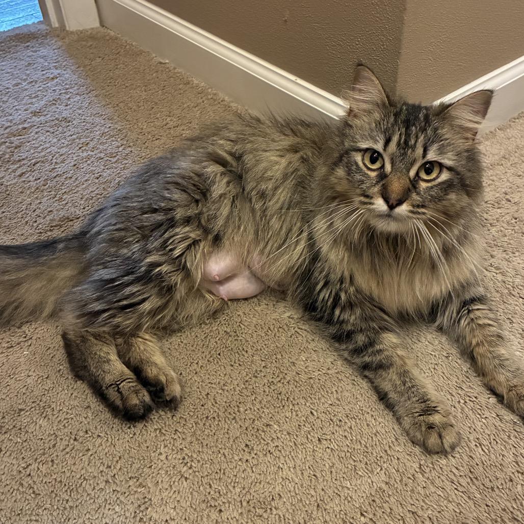 Gizmo, a Adoptable Domestic Long Hair in Troy, IL image 3/4