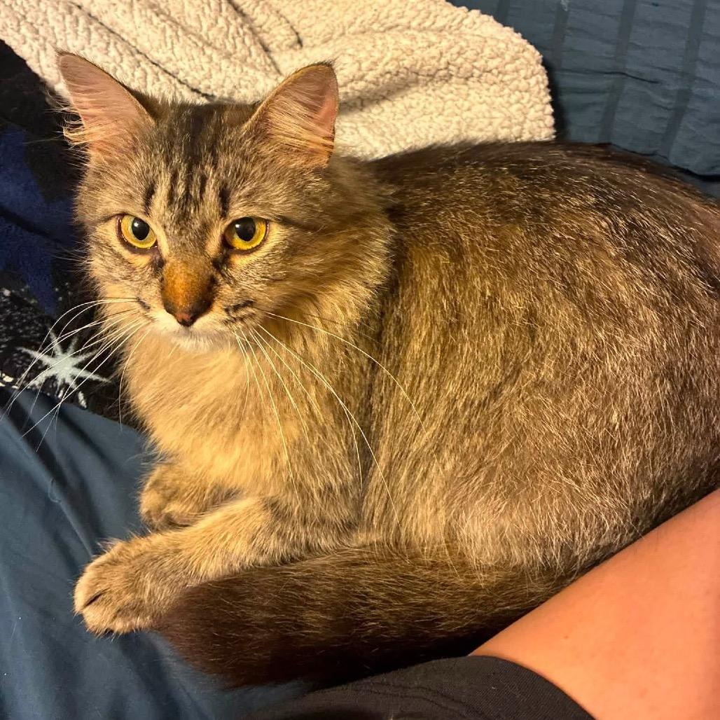 Gizmo, a Adoptable Domestic Long Hair in Troy, IL image 4/4